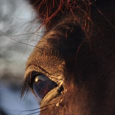 Pinto Melanie - sleep tight :')