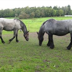 Anden særlig race Walodias Gunnar