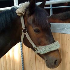 Anden særlig race Rose *REGIONSMESTER 2010*