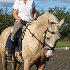 Palomino Valdemar af Lillevang *** SOLGT***