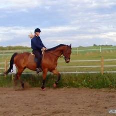 Anden særlig race Bruno "Giraffen"