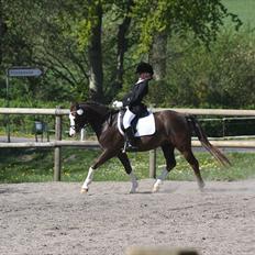 Welsh Pony (sec B) Brookwater Paramount