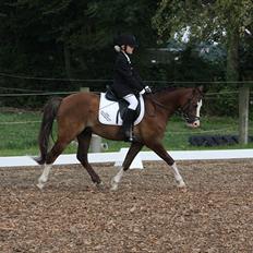 Welsh Pony (sec B) Brookwater Paramount