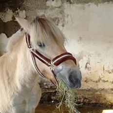 Fjordhest Beauty Granly