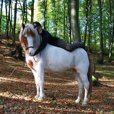 Islænder Faxi fra Miklagård