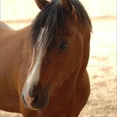 Welsh Pony (sec B) Klintholms sir Clark B-pony <33