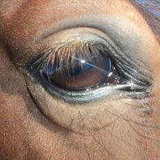 Anden særlig race Celina