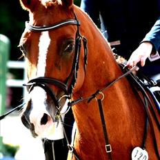 Anden særlig race Amyryllis