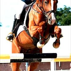 Anden særlig race Amyryllis