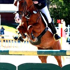 Anden særlig race Amyryllis