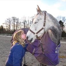 Dansk Varmblod RUBIN