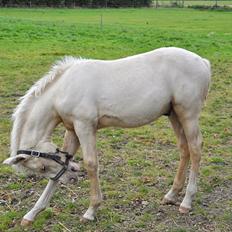 Frederiksborg Theis Toftedal