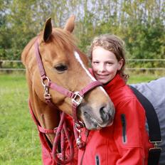 Hollandsk Sportspony Lasco A-pony  (SOLGT) 