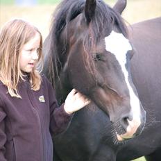 Welsh Cob (sec D) Valhallas Evita