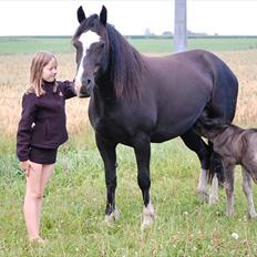 Welsh Cob (sec D) Valhallas Evita