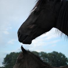 Welsh Cob (sec D) Valhallas Evita