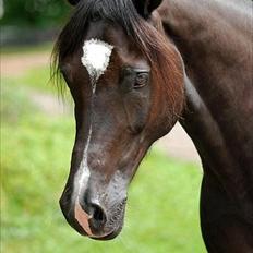 Welsh Cob (sec D) Valhallas Jesse James