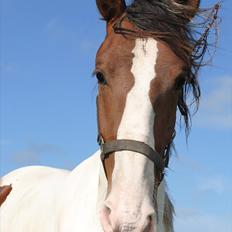 Anden særlig race Chanell.