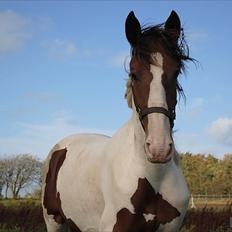 Anden særlig race Chanell.