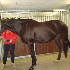 Fuldblod (XX) Ninett Fjeldsted (solgt)