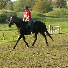 Fuldblod (XX) Ninett Fjeldsted (solgt)