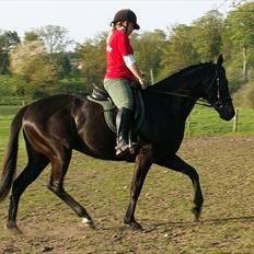 Fuldblod (XX) Ninett Fjeldsted (solgt)