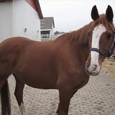 Dansk Varmblod Balou Vibeland