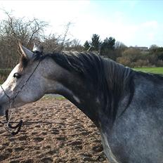 Arabisk fuldblod (OX) Gantrup Fresiah