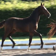 Dansk Varmblod Dortheasmindes Domino