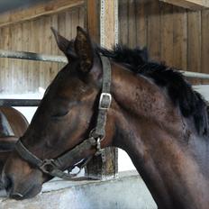 Dansk Varmblod Dortheasmindes Domino