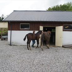 Dansk Varmblod Dortheasmindes Domino