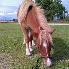 Shetlænder R.I.P SØDE FØLLE :0(