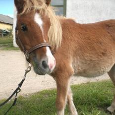 Shetlænder R.I.P SØDE FØLLE :0(
