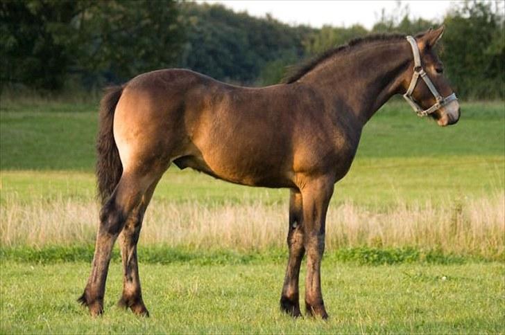 Anden særlig race Bruno - Sommer 2008 billede 15