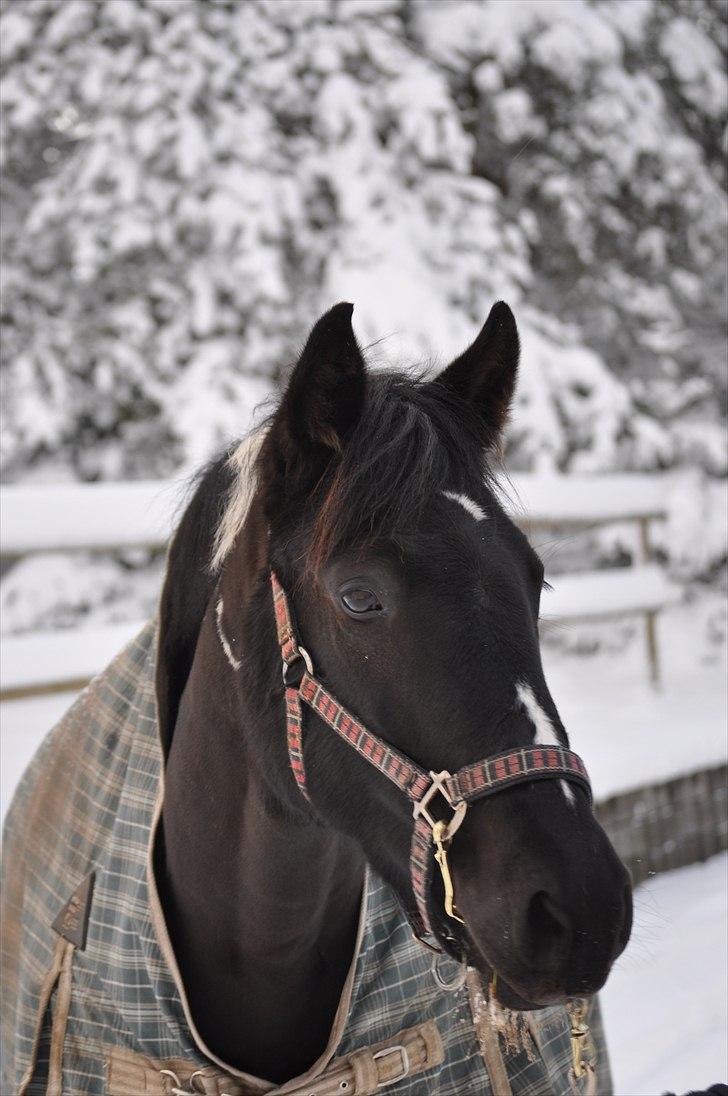 Pinto Melanie - sleep tight :') - Velkommen til Melanies profil :) Håber i synes om hende og vil byde hende velkommen! (Foto Marie Smidstrup - (mig) billede 1
