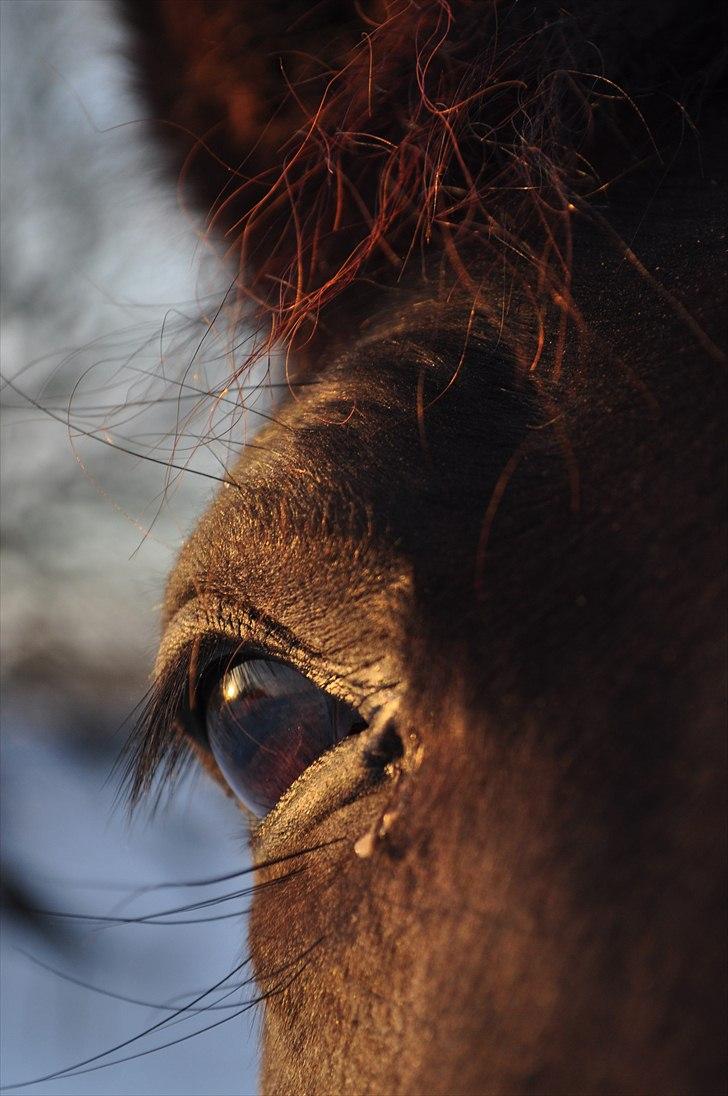 Pinto Melanie - sleep tight :') - Melanies smukke øje :) 5. dec 2010 Foto: Mig billede 2