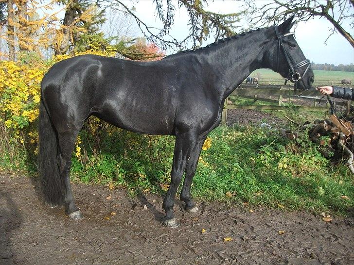 Dansk Varmblod N.O.H's Florina  - smukke Florina<3 billede 14