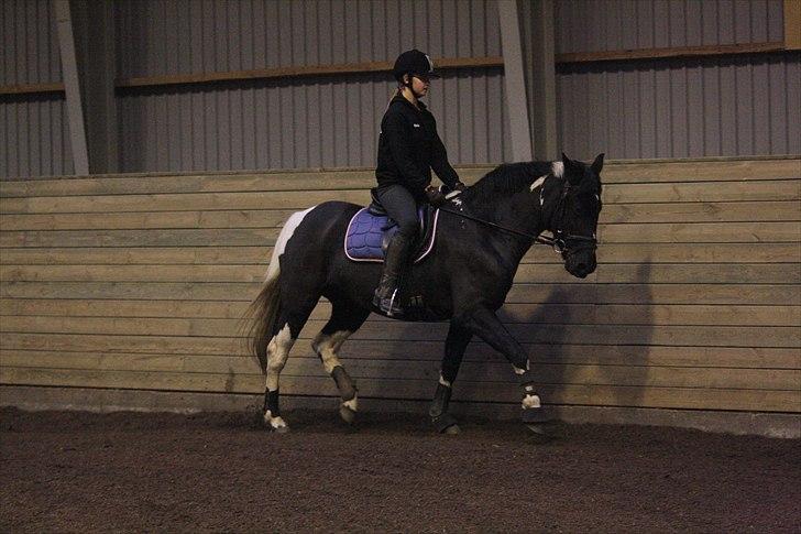 Pinto Melanie - sleep tight :') - Trav - 5. nov. 2010 - Foto: Line Skou billede 3