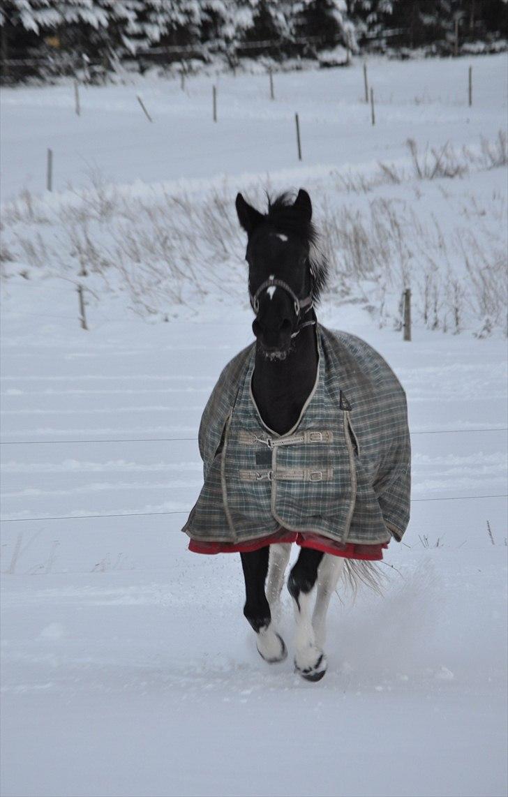Pinto Melanie - sleep tight :') - Melanie suser i sneen :D 24. nov. 2010. Foto: Marie Smidstrup (mig) billede 4