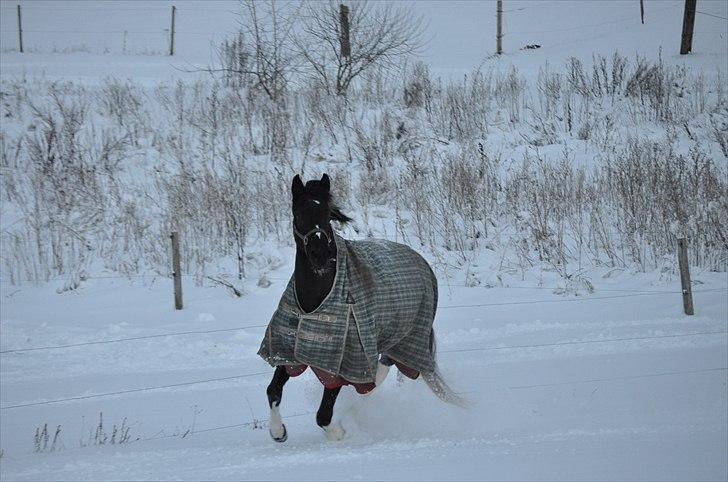Pinto Melanie - sleep tight :') - Melanie suser i sneen :D 24. nov. 2010. Foto: Marie Smidstrup (mig) billede 5