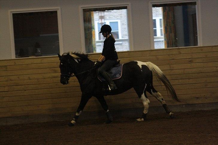 Pinto Melanie - sleep tight :') - Galop :) 5. nov. 2010 - Foto: Line Skou billede 6