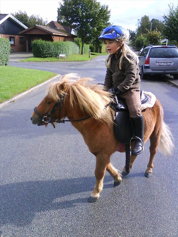 Shetlænder Chesney G. SOLGT - Første gang hvor Amalie red ud på Chesney alene :D billede 20