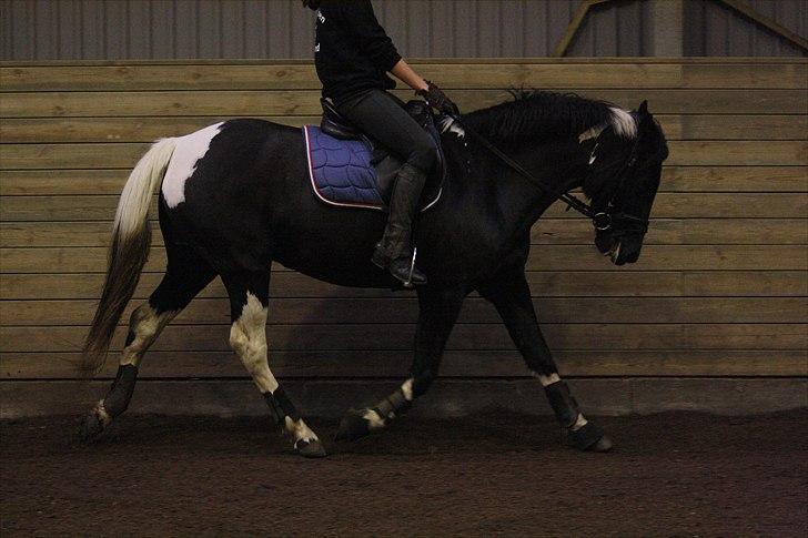 Pinto Melanie - sleep tight :') - Trav - 5. nov. 2010 - Foto: Line Skou billede 7