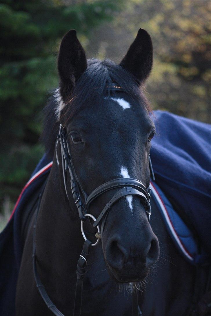 Pinto Melanie - sleep tight :') - Melanie inden ridning :) 5. nov. 2010 - Foto: Line Skou billede 8