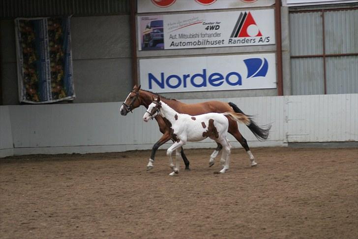 Dansk Varmblod Korupgaard Clarisse  - kåring den 12 sep 2010 billede 19