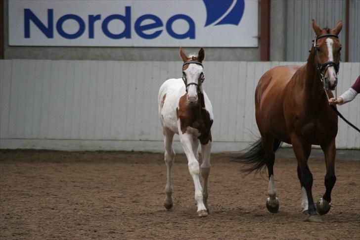 Dansk Varmblod Korupgaard Clarisse  - Kåring den 12 sep 2010 billede 20
