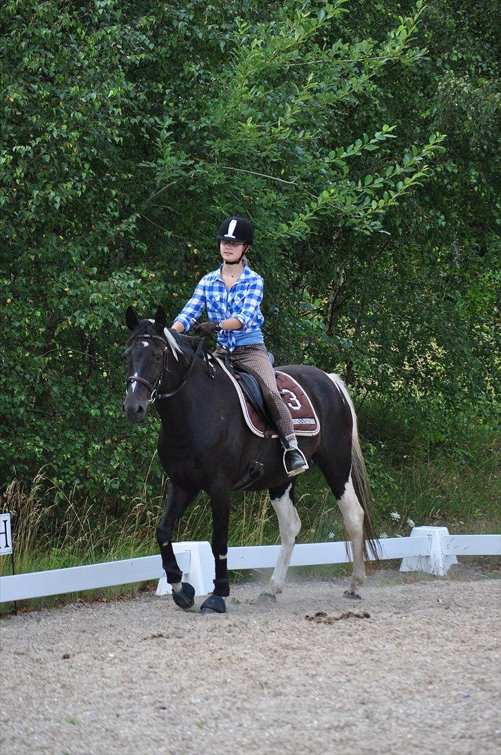 Pinto Melanie - sleep tight :') - Hyggeridning i sommer 2010 - hun var lige blevet vaccineret, så det var bare løs ridning. billede 10