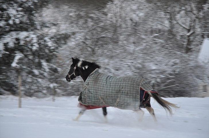 Pinto Melanie - sleep tight :') - Viildt billede - Melanie der giver den gas i sneen! 24. nov. 2010 Foto: Marie Smidstrup (mig) billede 12