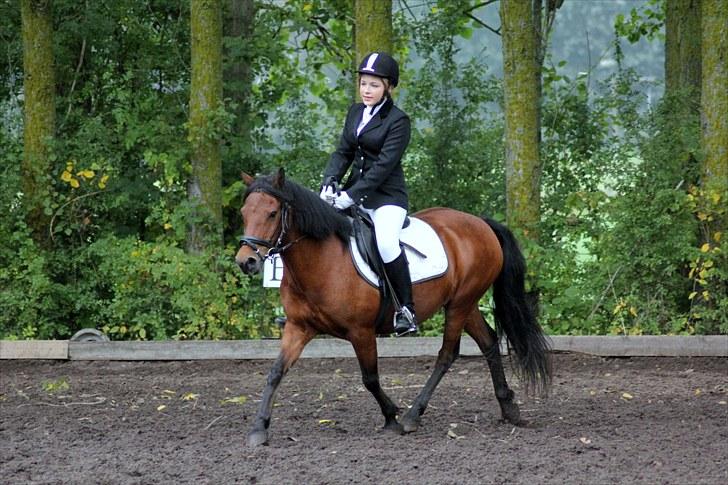 Anden særlig race Cassiopeia DEN SAVNEDE!<3 - Første stævne for mig og Cassi (: Ld2, du var fin! <3 billede 8