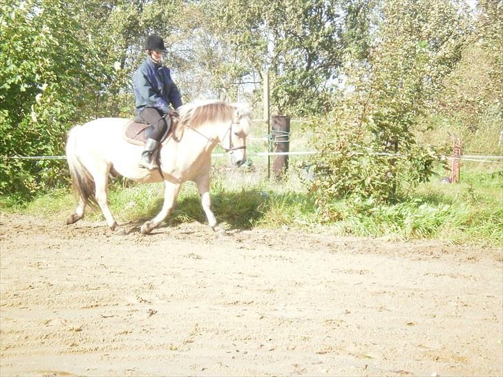 Fjordhest Gazall Tyler *Himmelhest d. 13/9 2011* - Heidi får lige en tur på tyler billede 8